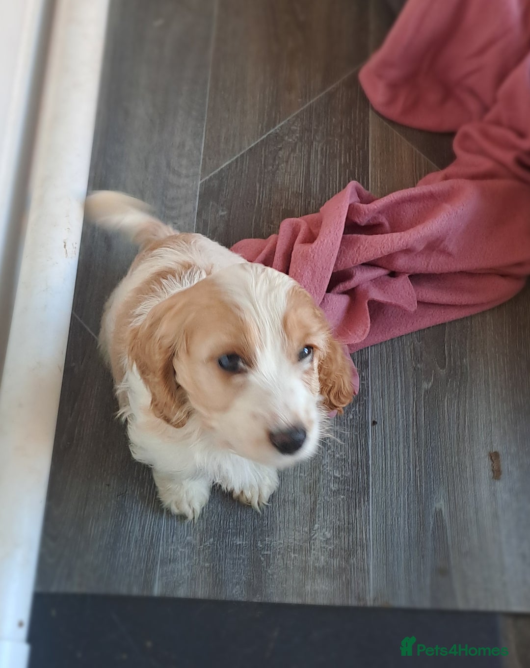 Cockapoo dogs for sale: Cockapoo puppies - Image 4