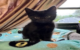 Mixed Breed cats for sale: Mixed breed two kittens  - Image 10