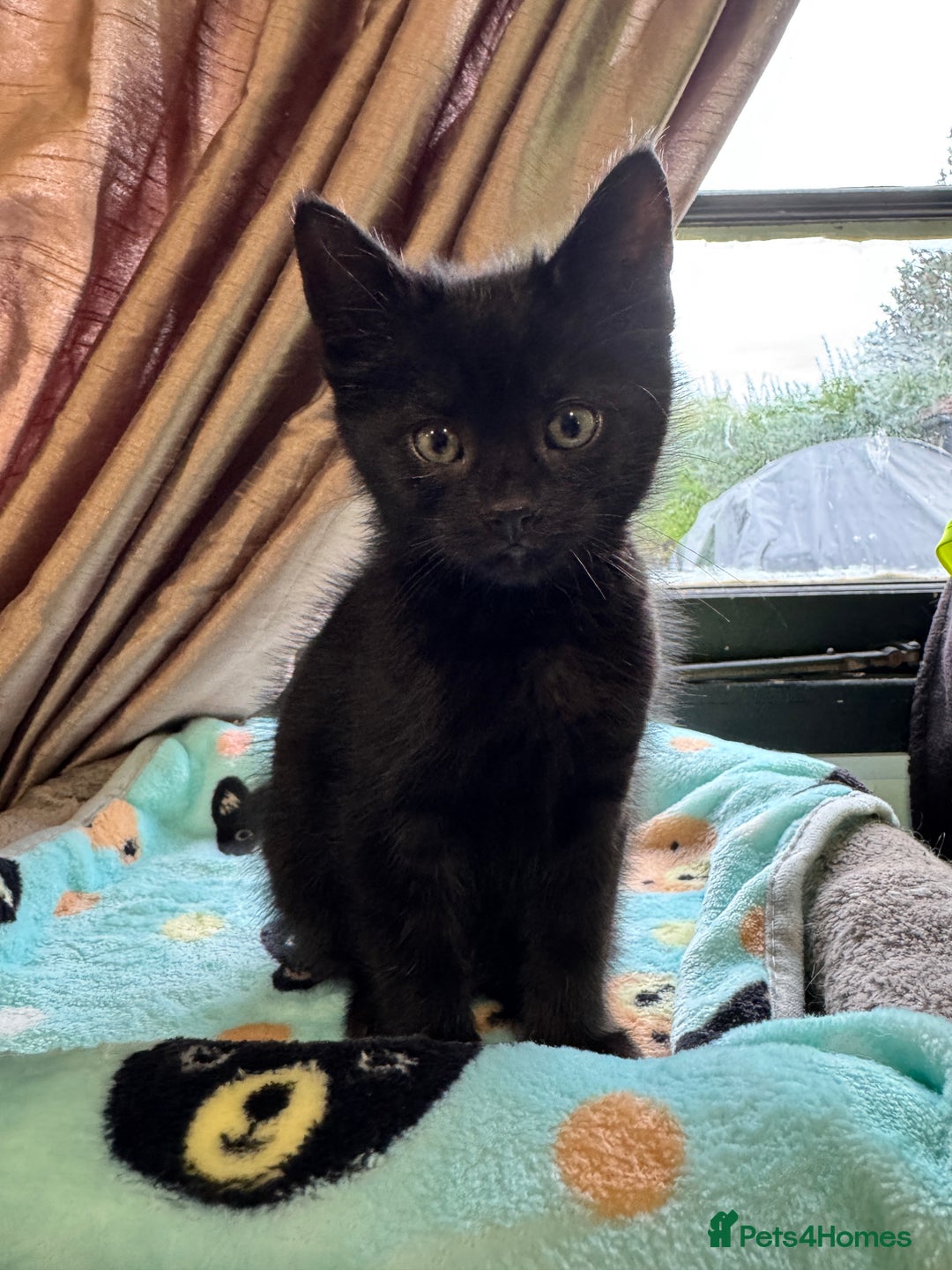 Mixed Breed cats for sale: Mixed breed two kittens  - Image 10