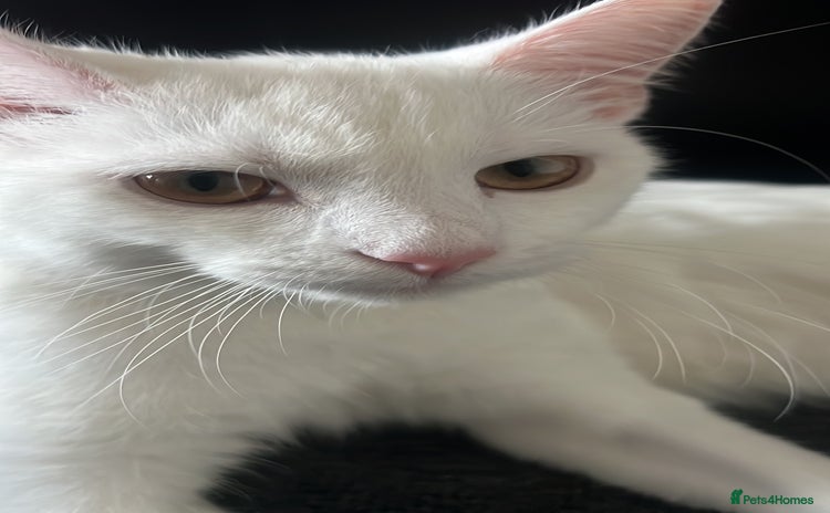 Mixed Breed cats - Advert 3