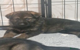 German Shepherd dogs for sale: Working line german shepherd puppies  - Image 7