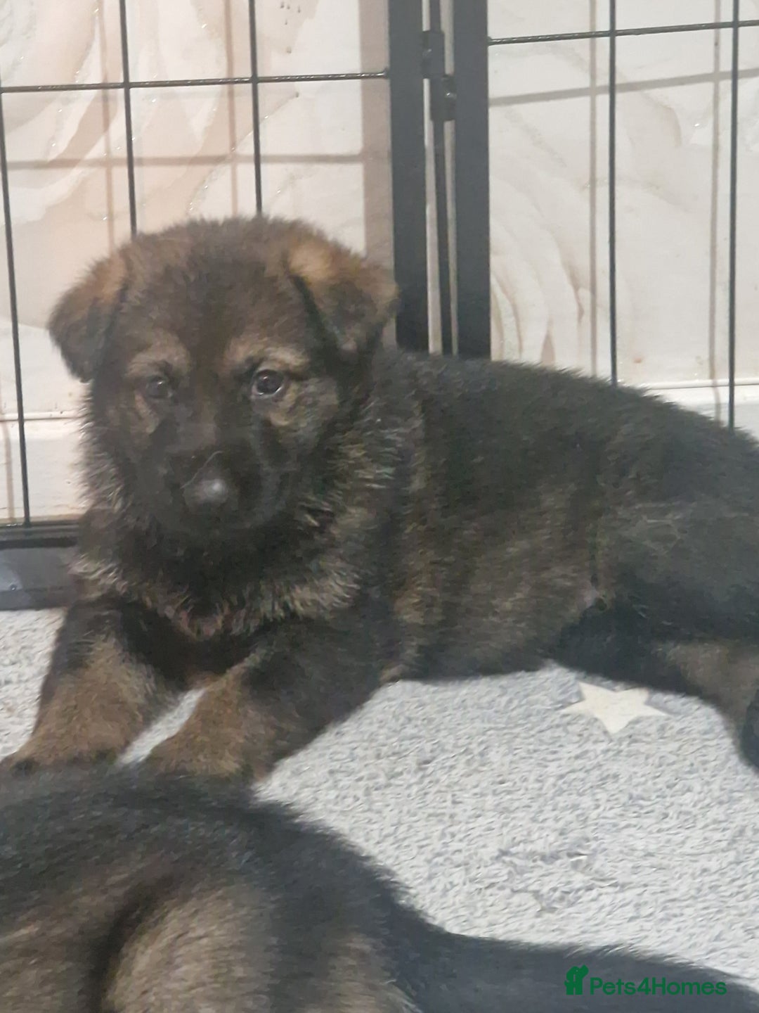 German Shepherd dogs for sale: Working line german shepherd puppies  - Image 7