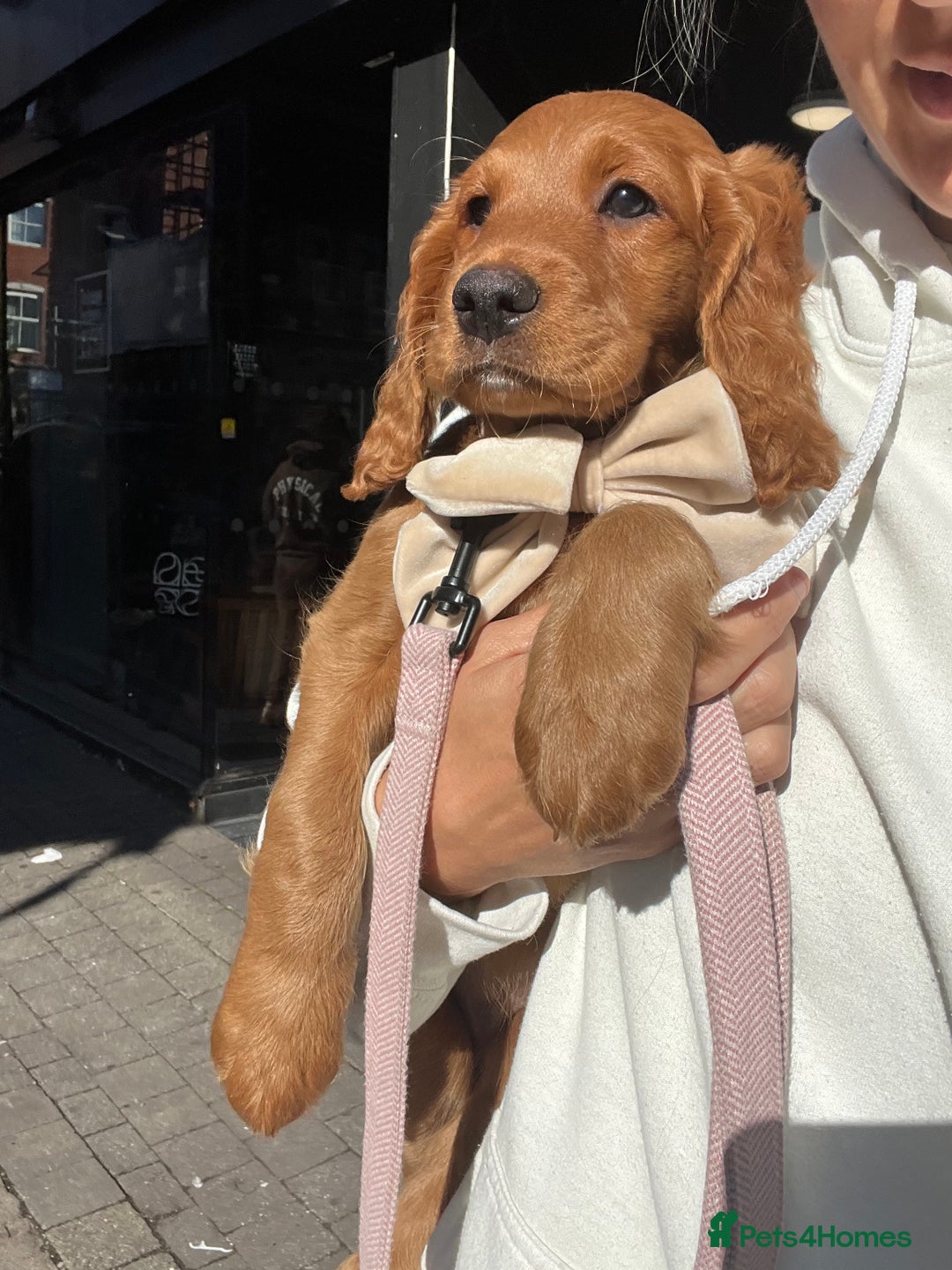 Mixed Breed dogs for sale: 1 female puppy left - Beautiful Goldendoodle cross - Image 4