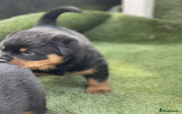 Rottweiler dogs for sale: KC Reg Rottweiler  - Image 4