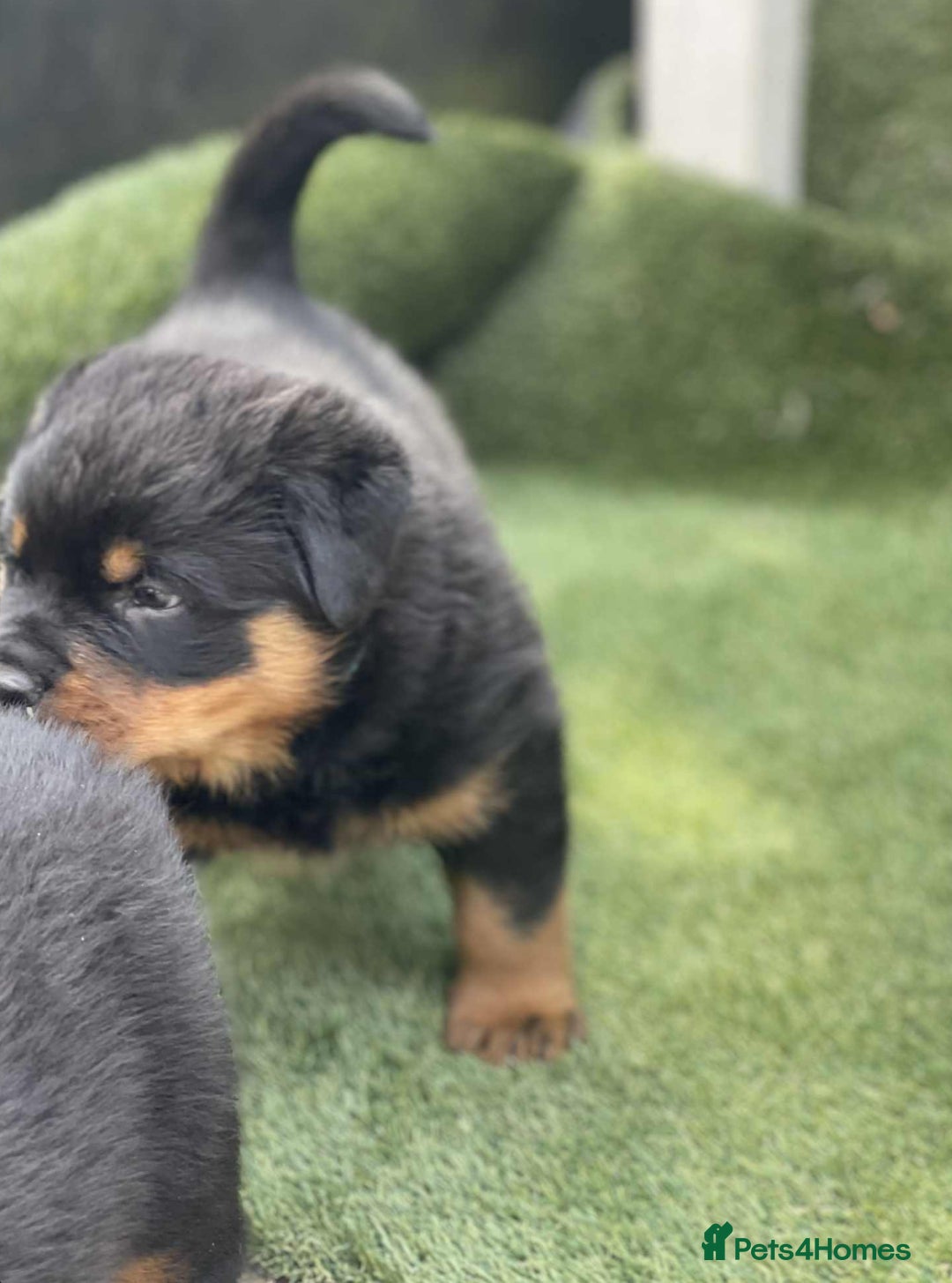 Rottweiler dogs for sale: KC Reg Rottweiler  - Image 4