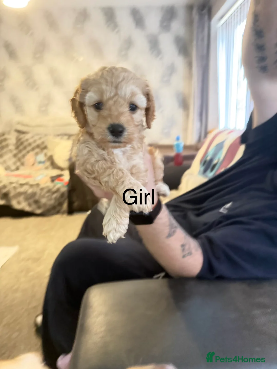 Cavapoochon dogs for sale: Beautiful cavapoochon puppies  - Advert 11