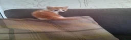 Mixed Breed cats for sale: 2 beautiful ginger and white kittens - Advert 13