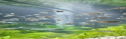 Cichlids fish for sale: Blue hybrid acara cichlid  in London - Advert 9