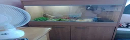 Snake reptiles for sale: Male Caramel Hognose Snake – Healthy & tame  in Shrewsbury - Advert 2