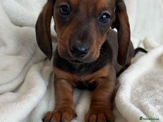 Miniature Dachshund dogs REDUCED🌟 READY TO GO 🌟 2 Girls remaining 💕 - Advert 15