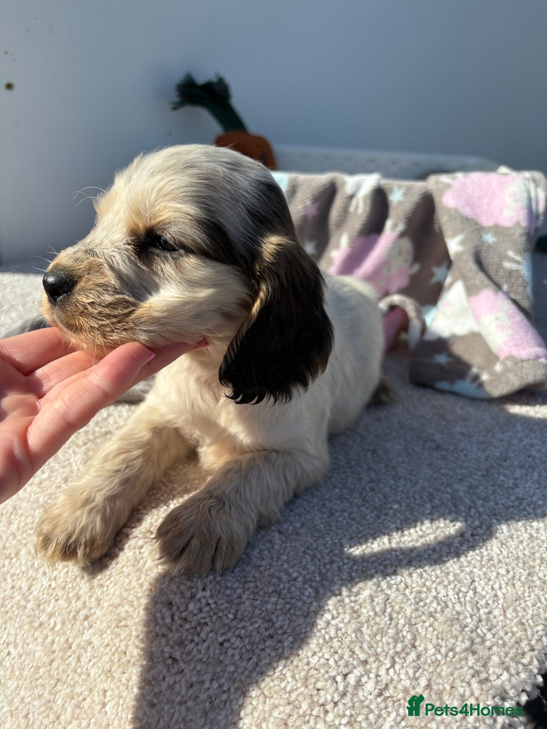 Cocker Spaniel dogs for sale: Show Cocker Spaniel puppies - Image 15