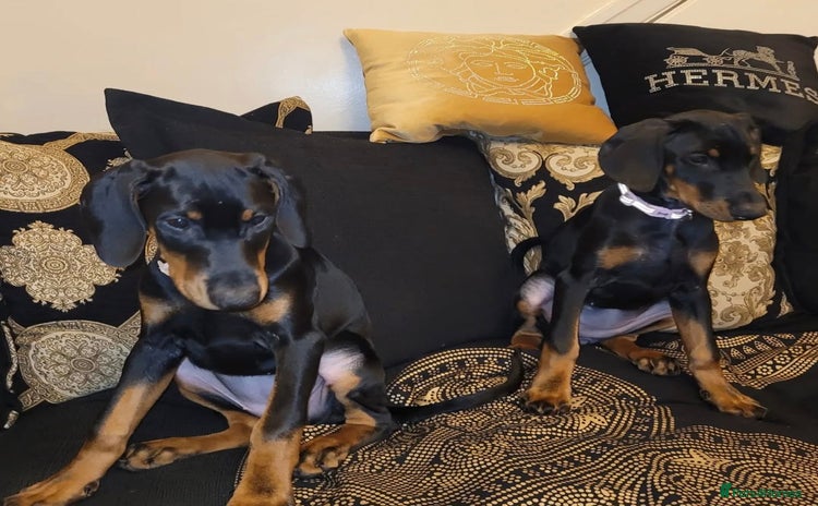 Dobermann dogs - Advert 4