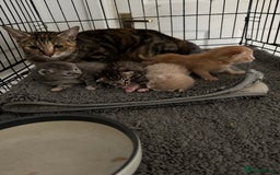 American Shorthair cats for sale: 4 stunning bsh x American short kittens avail - Image 33