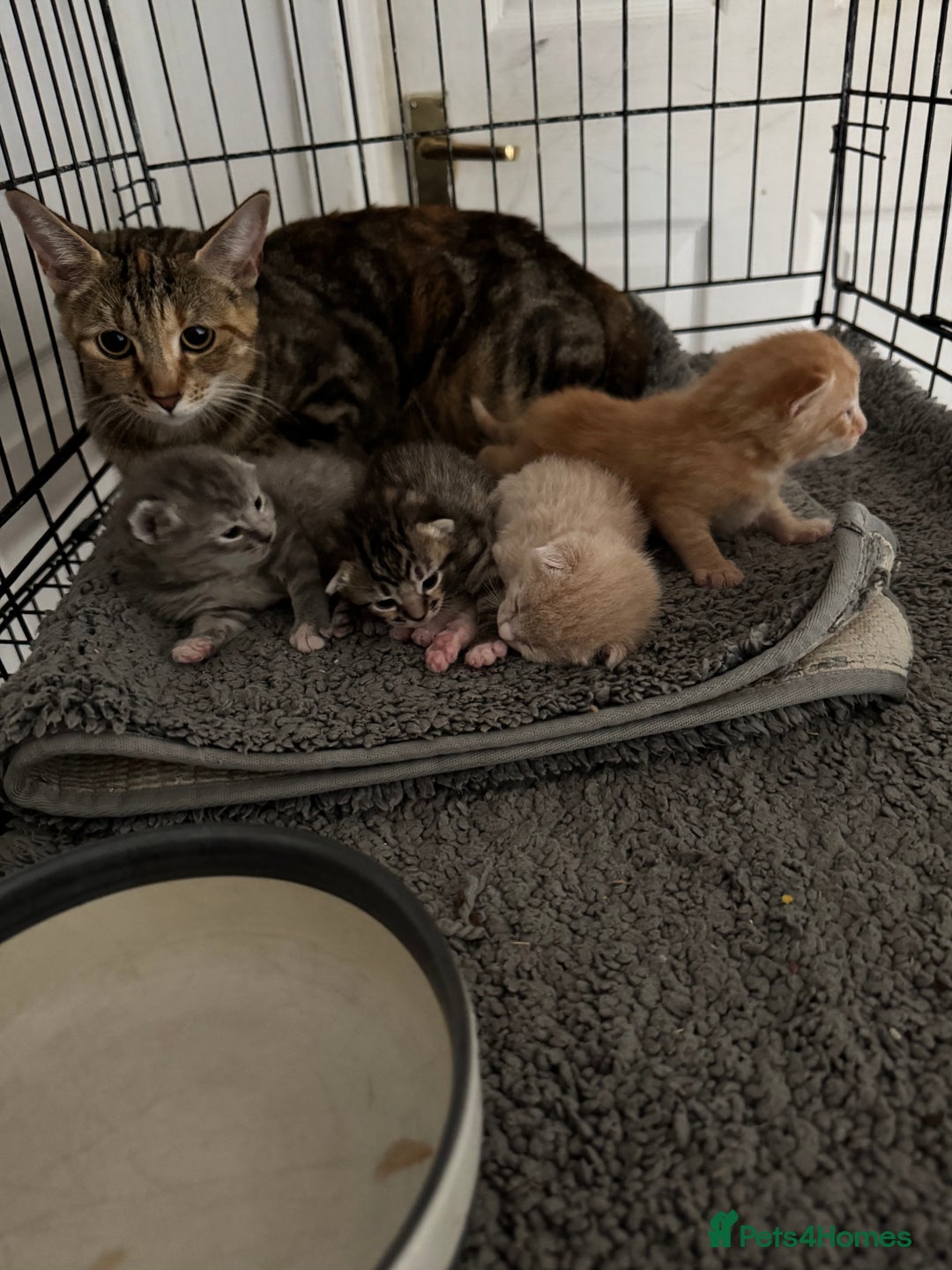 American Shorthair cats for sale: 4 stunning bsh x American short kittens avail - Image 33