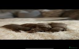 Miniature Dachshund dogs for sale: Miniature dachshunds  - Image 7