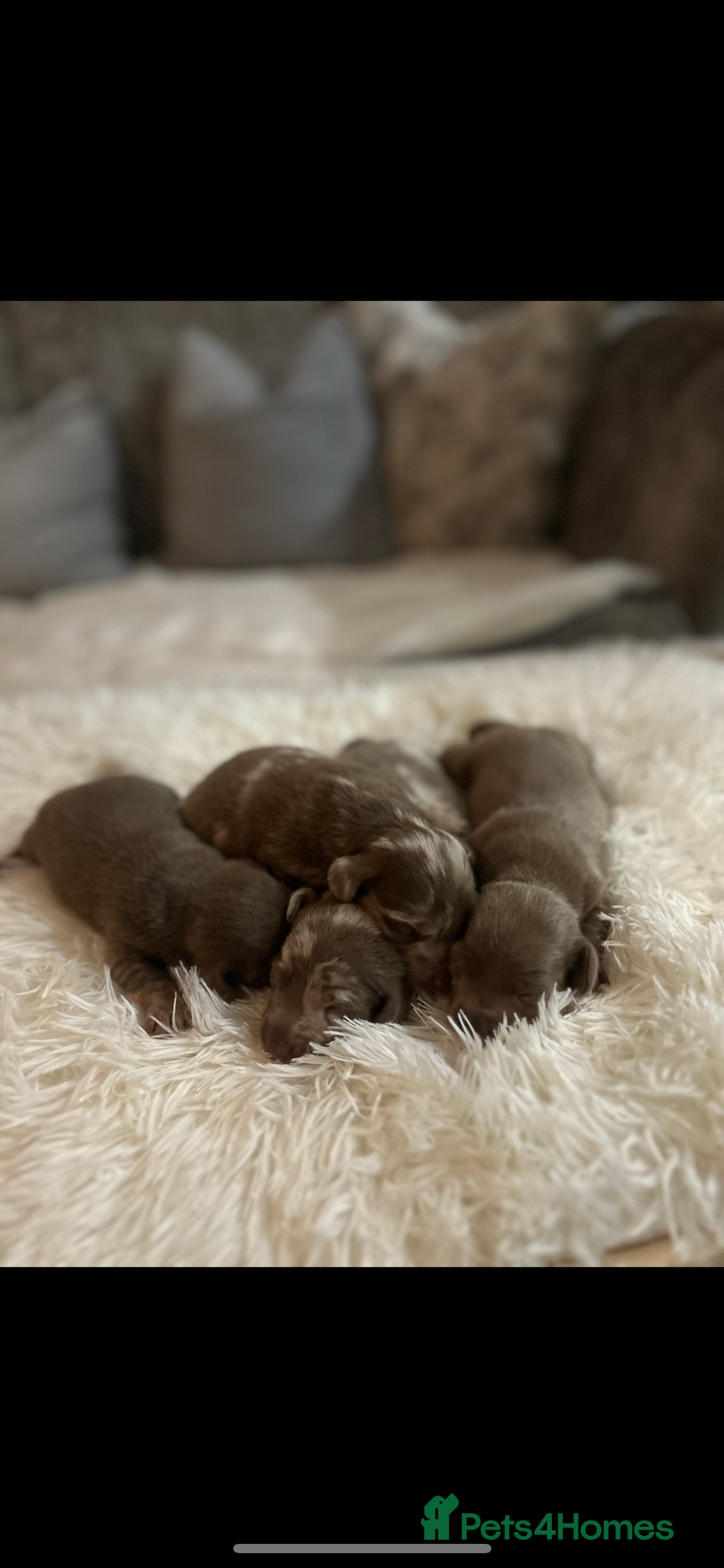 Miniature Dachshund dogs for sale: Miniature dachshunds  - Image 7