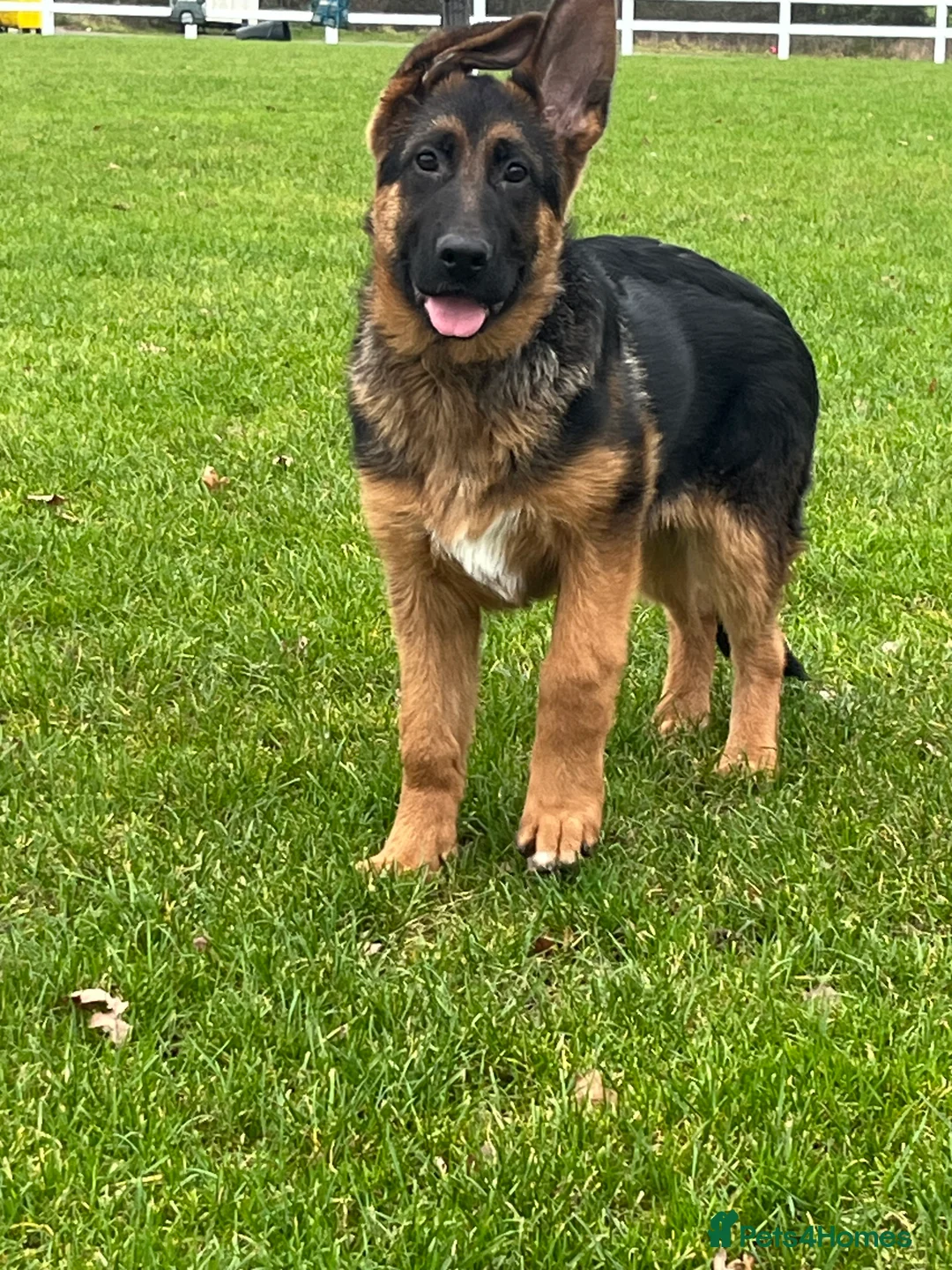 German Shepherd dogs for sale: Outstanding Vomkonstanz German Shepherd Litter  - Advert 9