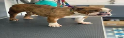 English Bulldog dogs for sale: 6 year old English bulldog girls  - Advert 5