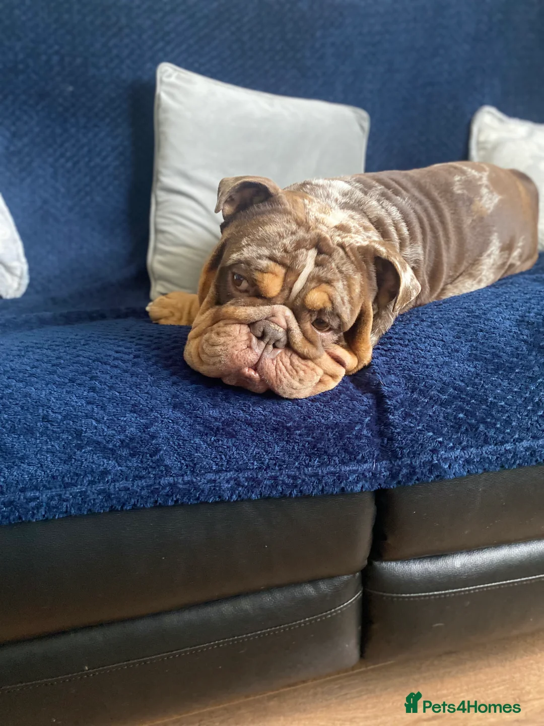 English Bulldog dogs for stud: 💙🍫FRANK🍫💙 in Southampton - Advert 26