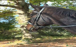 English Thoroughbred horses for sale: X2 safe stunning geldings alrounders - Image 22