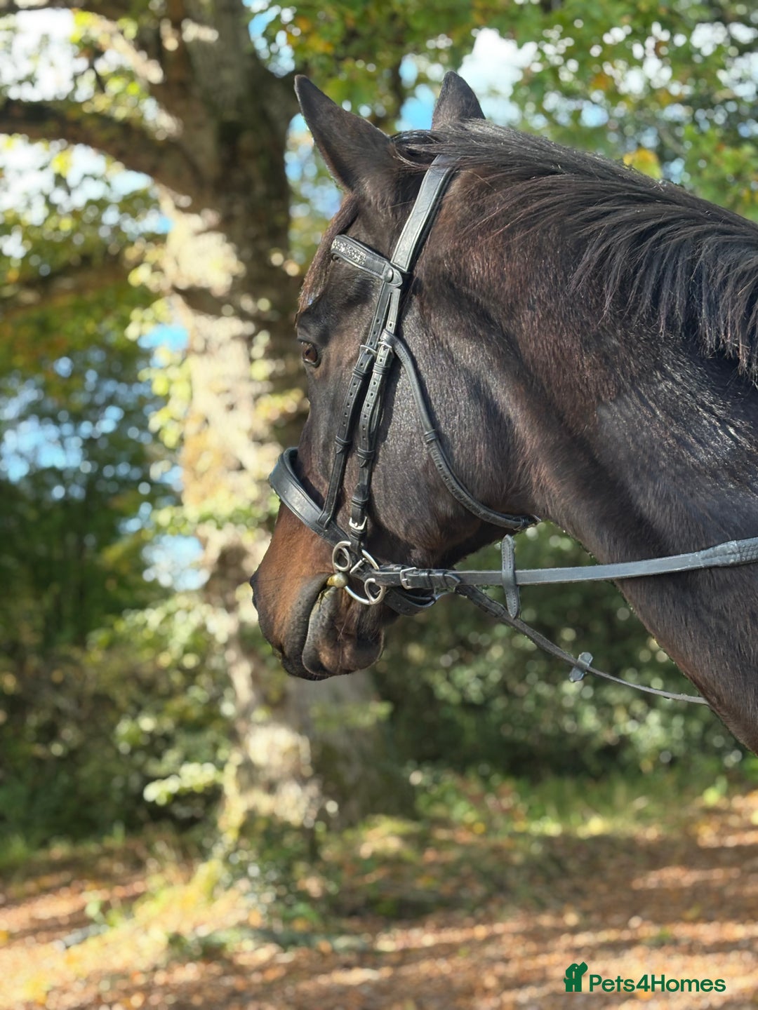 English Thoroughbred horses for sale: X2 safe stunning geldings alrounders - Image 22