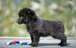 Schipperke dogs for sale: Puppy schipperke  - Image 12