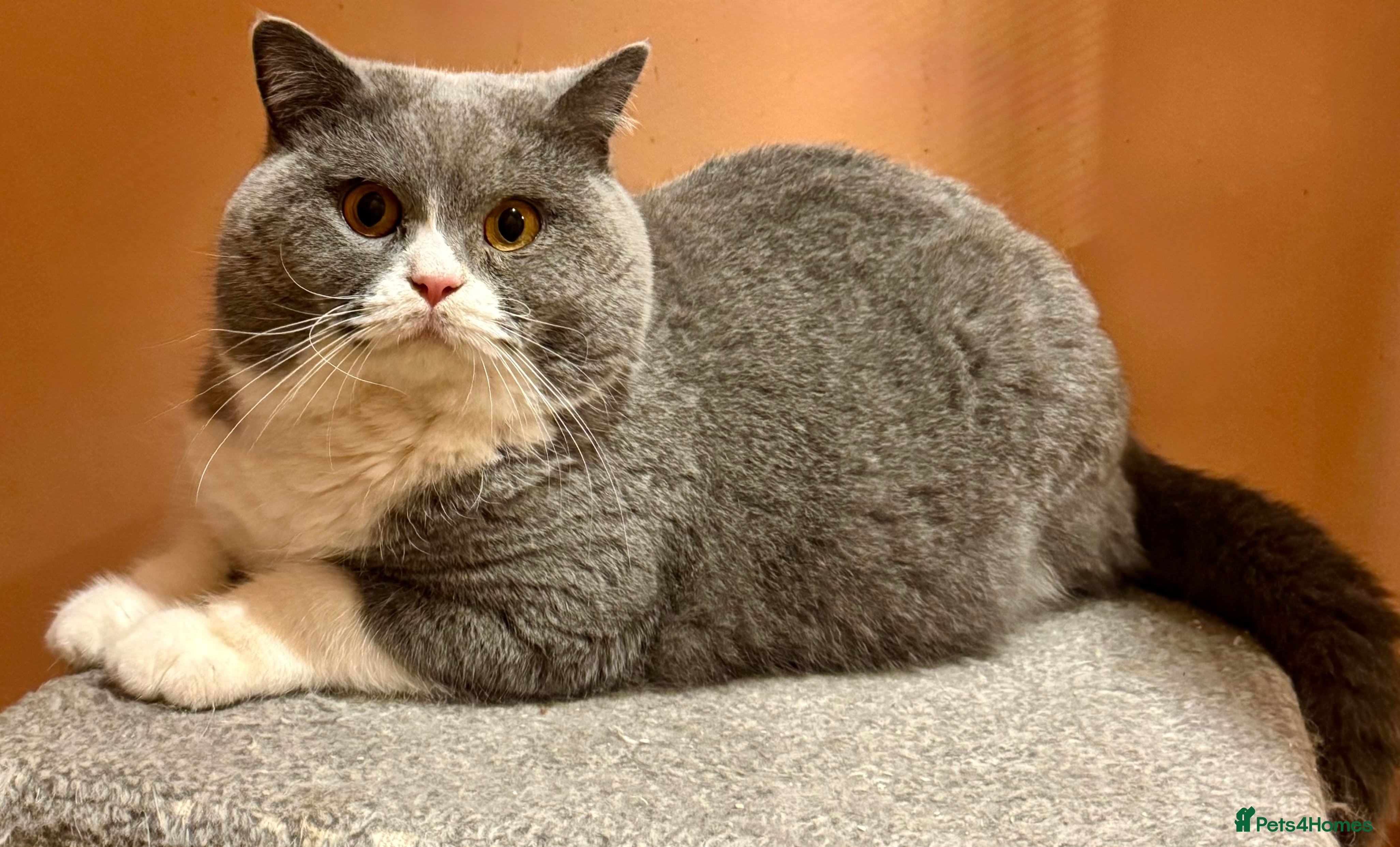 British Shorthair cats Stunning Pedigree GCCF BSH male for stud!! - Advert 4