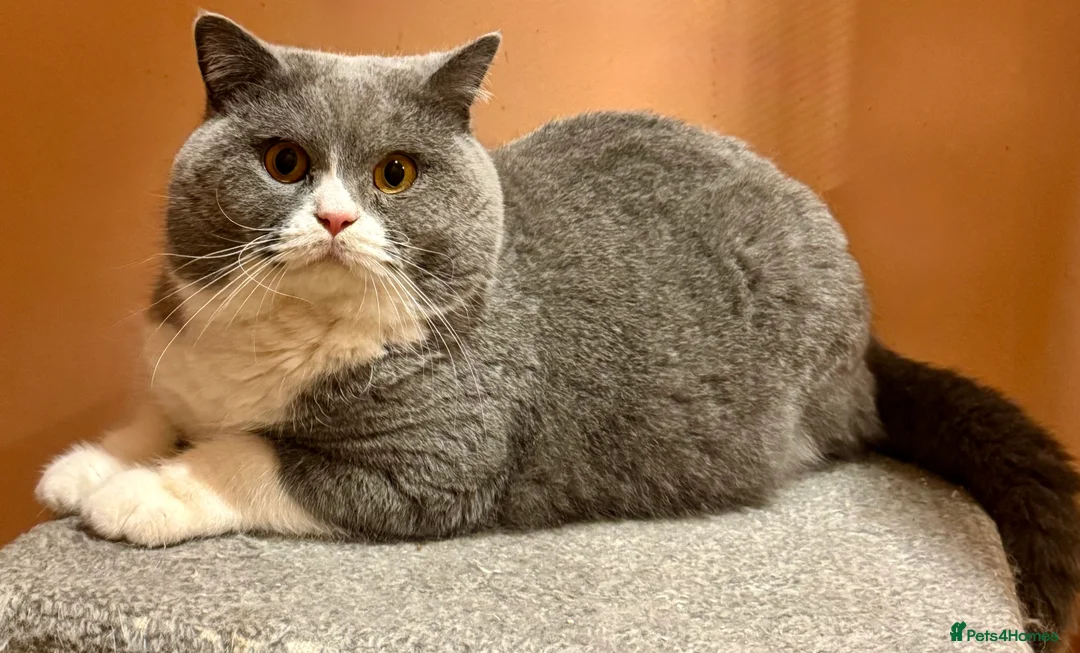 British Shorthair cats for stud: Stunning Pedigree GCCF BSH male for stud!! - Advert 2