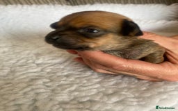 Mixed Breed dogs for sale: Tiny chiweenie puppy’s  - Image 6