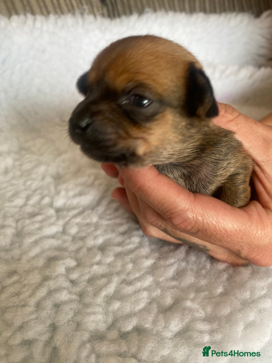 Mixed Breed dogs for sale: Tiny chiweenie puppy’s  - Image 6