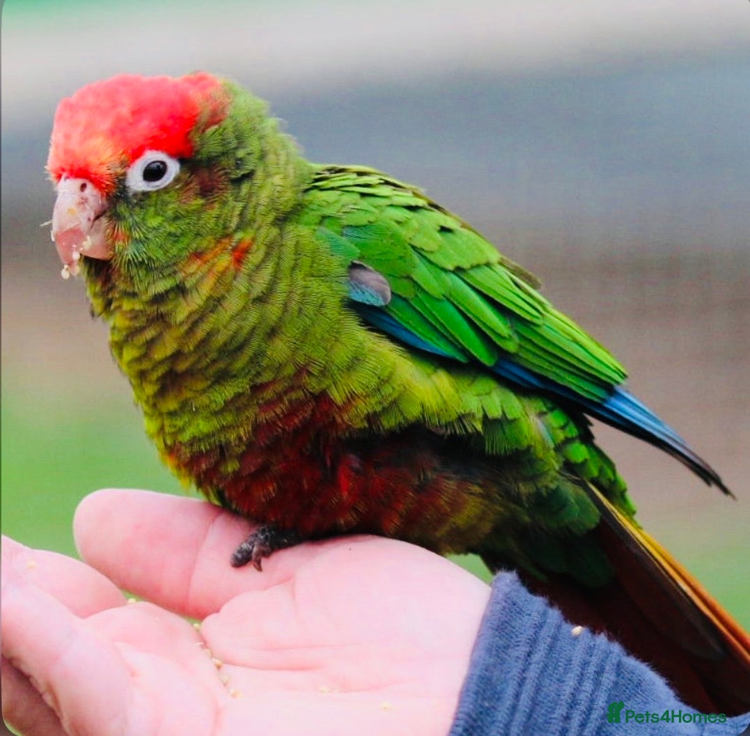 Conures birds Rose-Crowned Conures & Pearly Conure - Advert 1