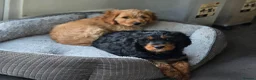Cavapoo dogs for sale: Health tested Standard (cuddle) Cavapoos - Advert 4