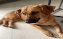 Mixed Breed dogs for adoption: Maria seeking forever home  - Image 2