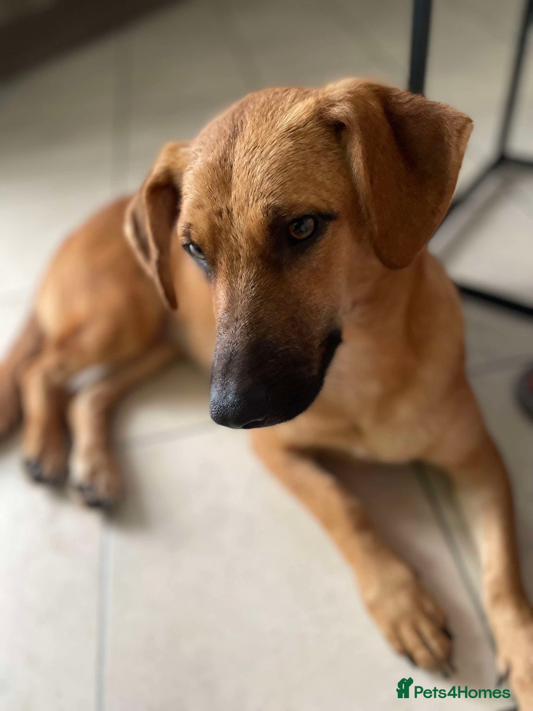 Mixed Breed dogs for adoption: Maria seeking forever home  - Image 2