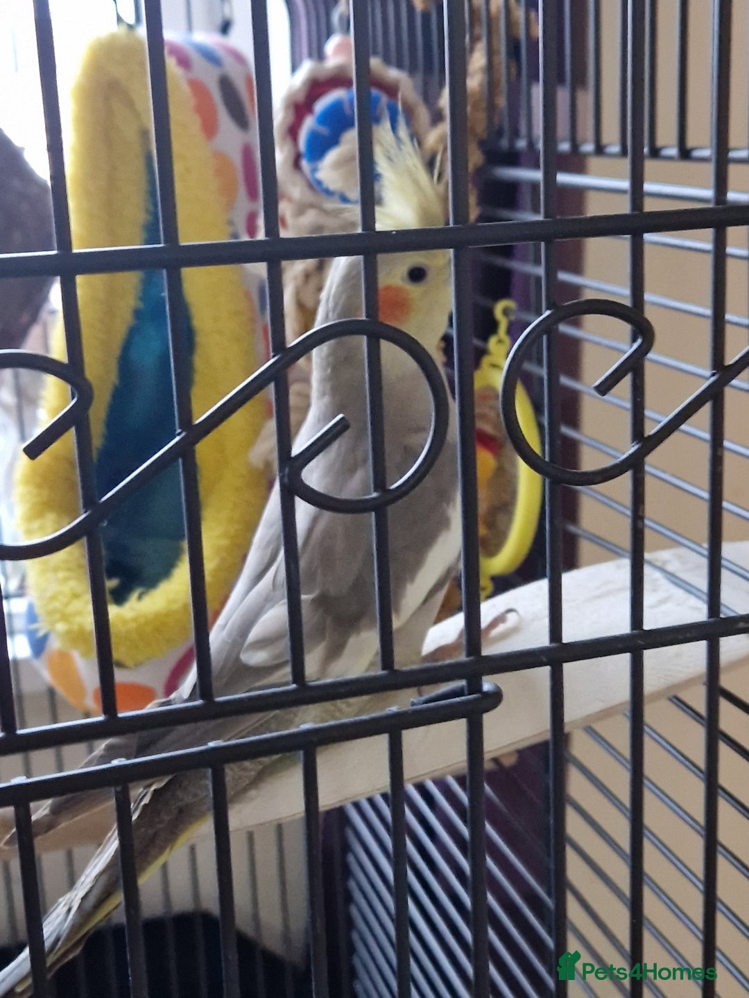 Cockatiels birds for sale: Beautiful cinnamon female cockatiel  - Advert 6