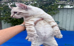 Keetso cats for sale: The best Keetso boy ever  - Image 24