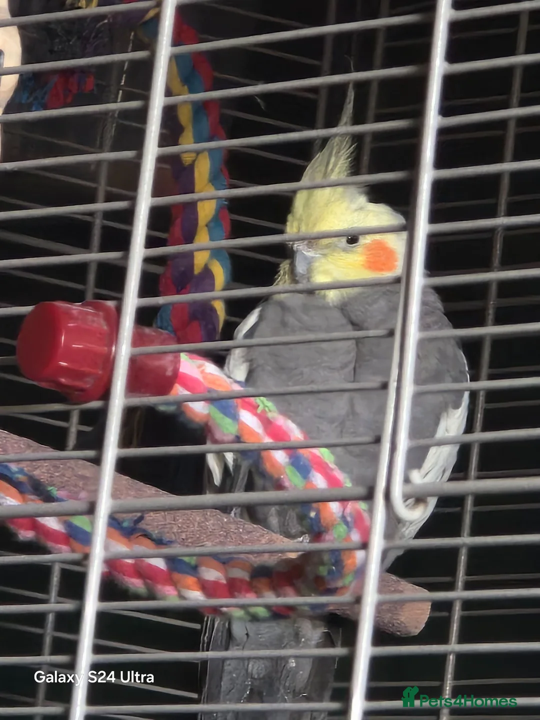 Cockatiels birds for sale: Male cockatiel  - Advert 1