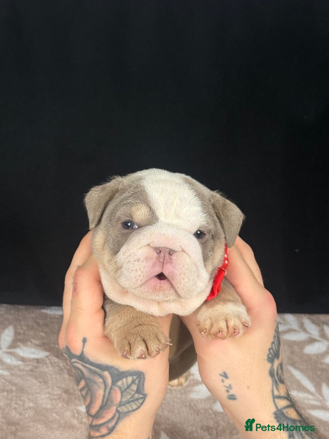 English Bulldog dogs for sale: 🐾 English Bulldog puppies available 🐾 - Advert 10