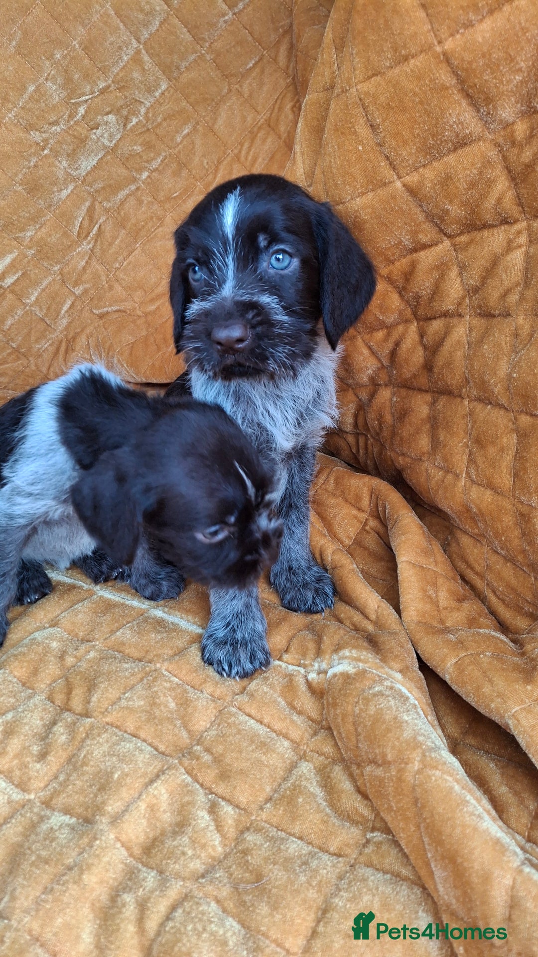 German Wirehaired Pointer dogs for sale: Quality German wirehaired pointer pups. - Image 15
