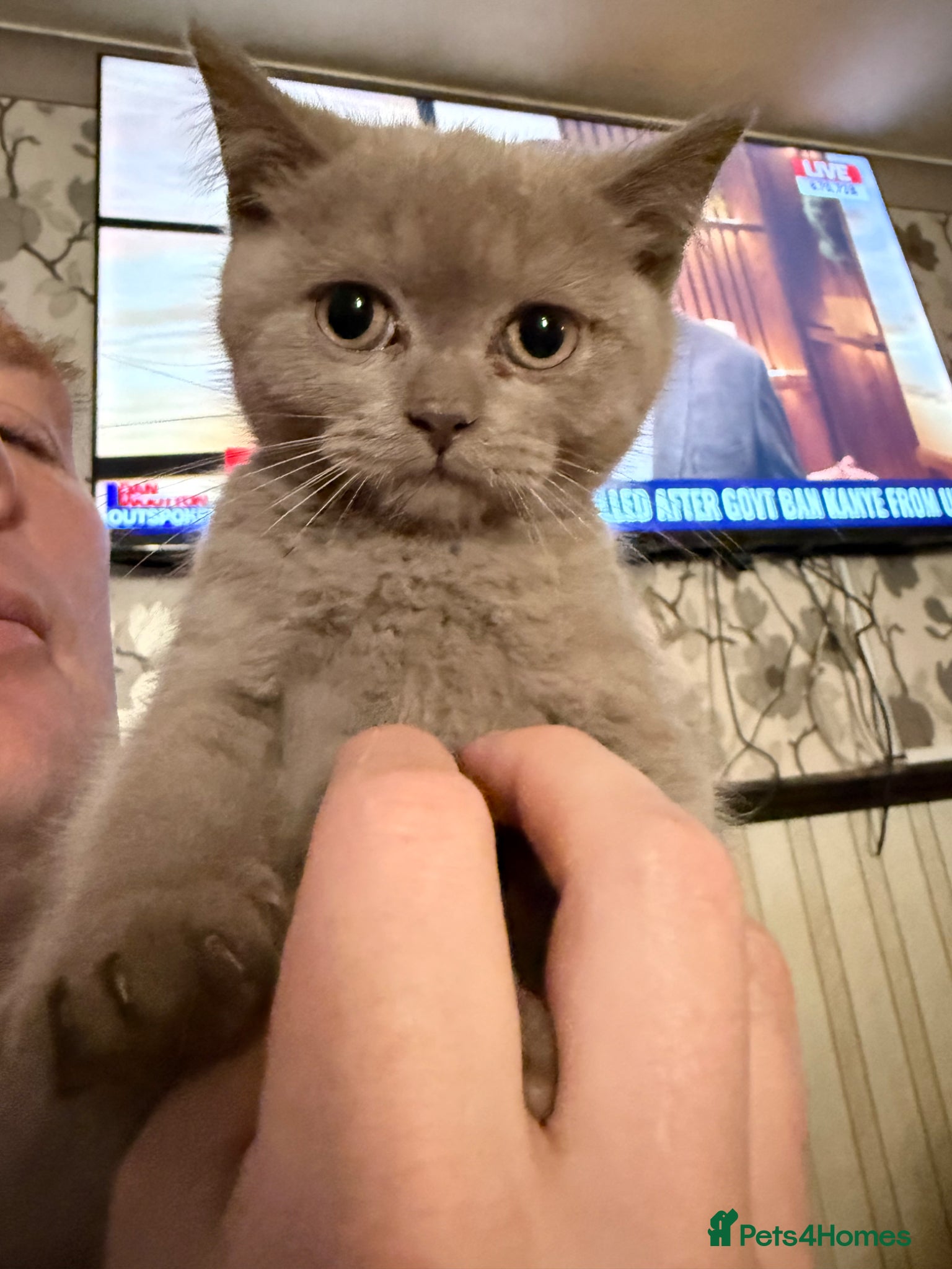 British Shorthair cats Pedigree GCCF kittens  - Advert 1