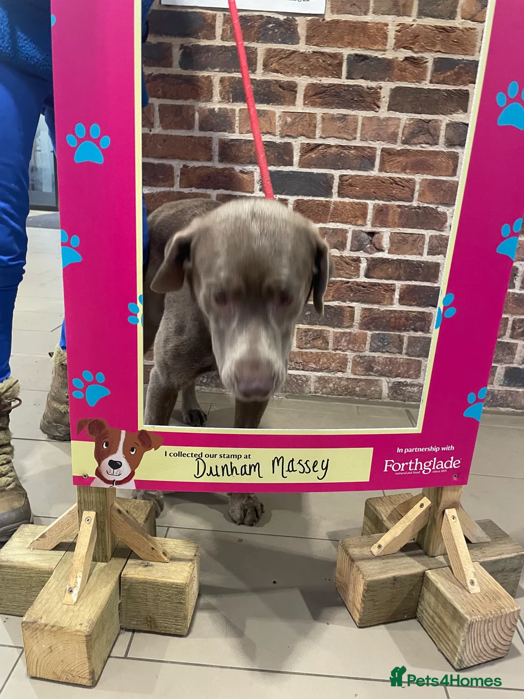 Labrador Retriever dogs for stud: Stud Silver Labrador - Advert 3