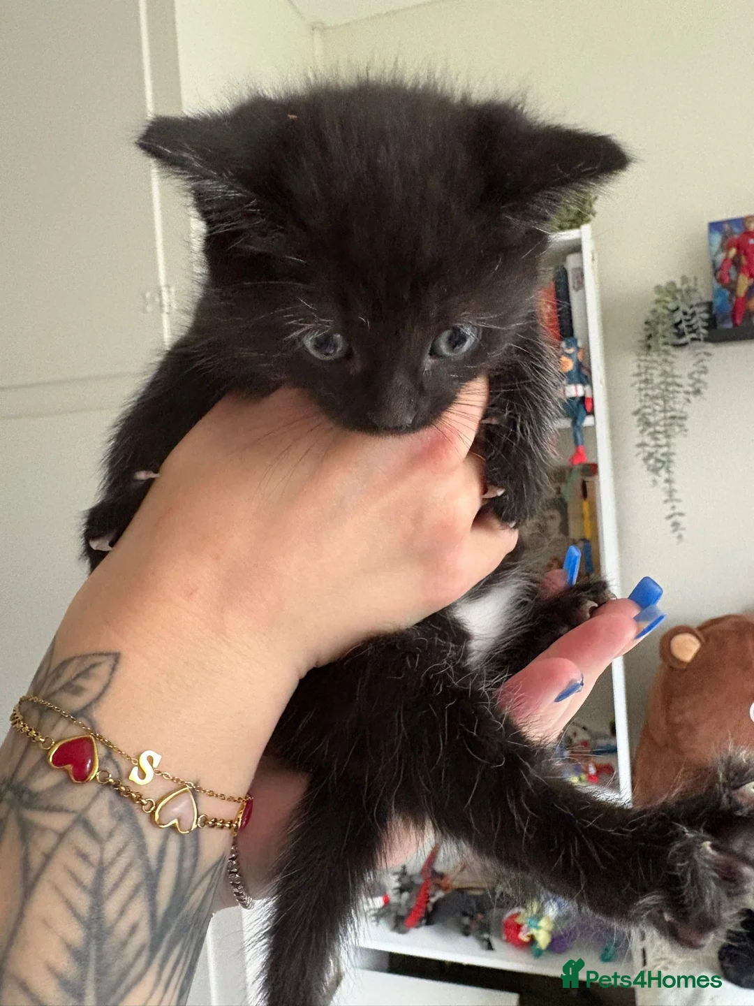 Mixed Breed cats for sale: Beautiful litter of fluffy kittens  - Advert 2
