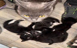 Mixed Breed cats for sale: Kittens - Image 6