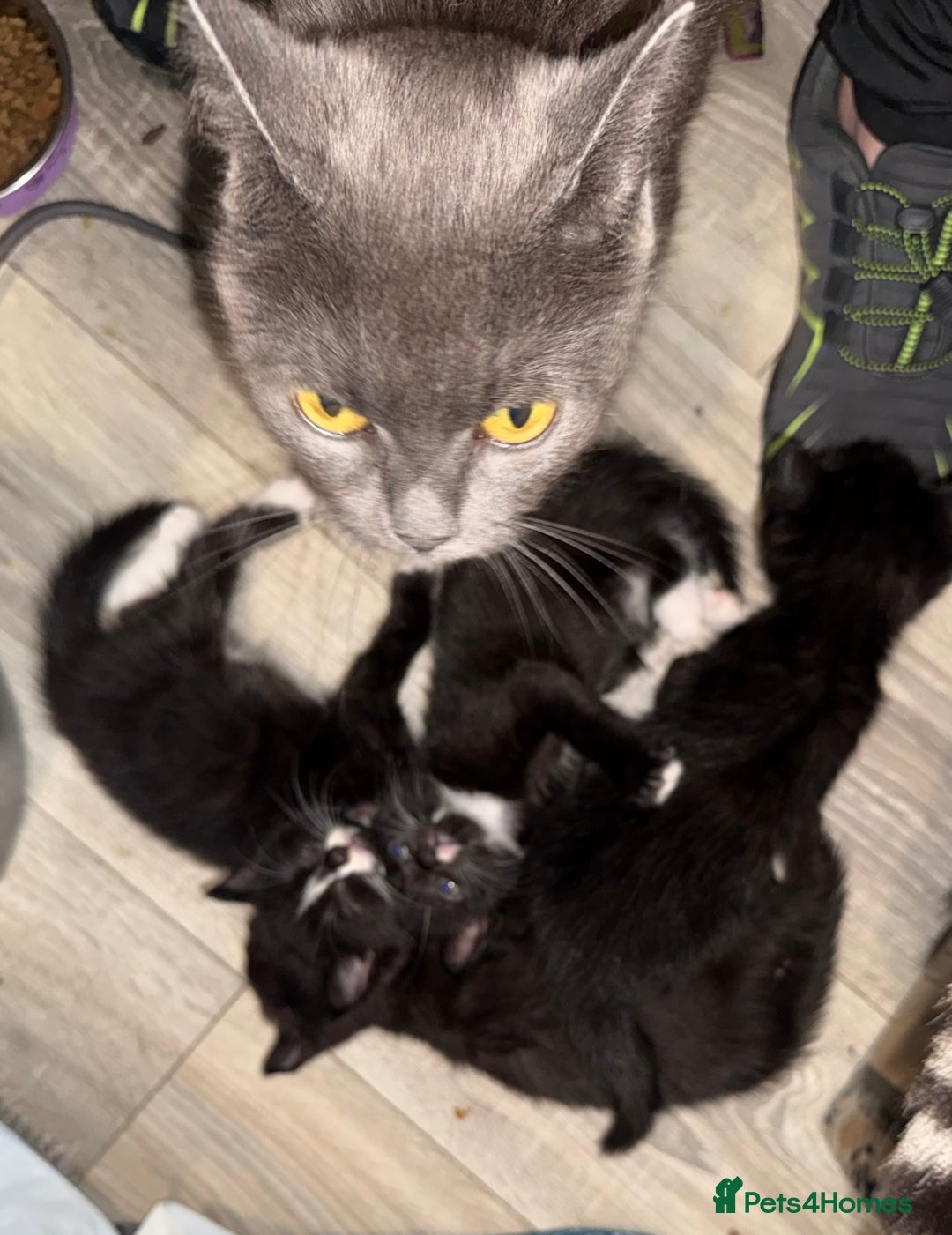 Mixed Breed cats for sale: Kittens - Image 6
