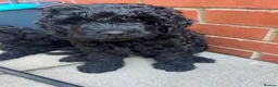 Cavapoo dogs for sale: READY NOW Beautiful f1b black Cavapoos DNA Clear  - Advert 8