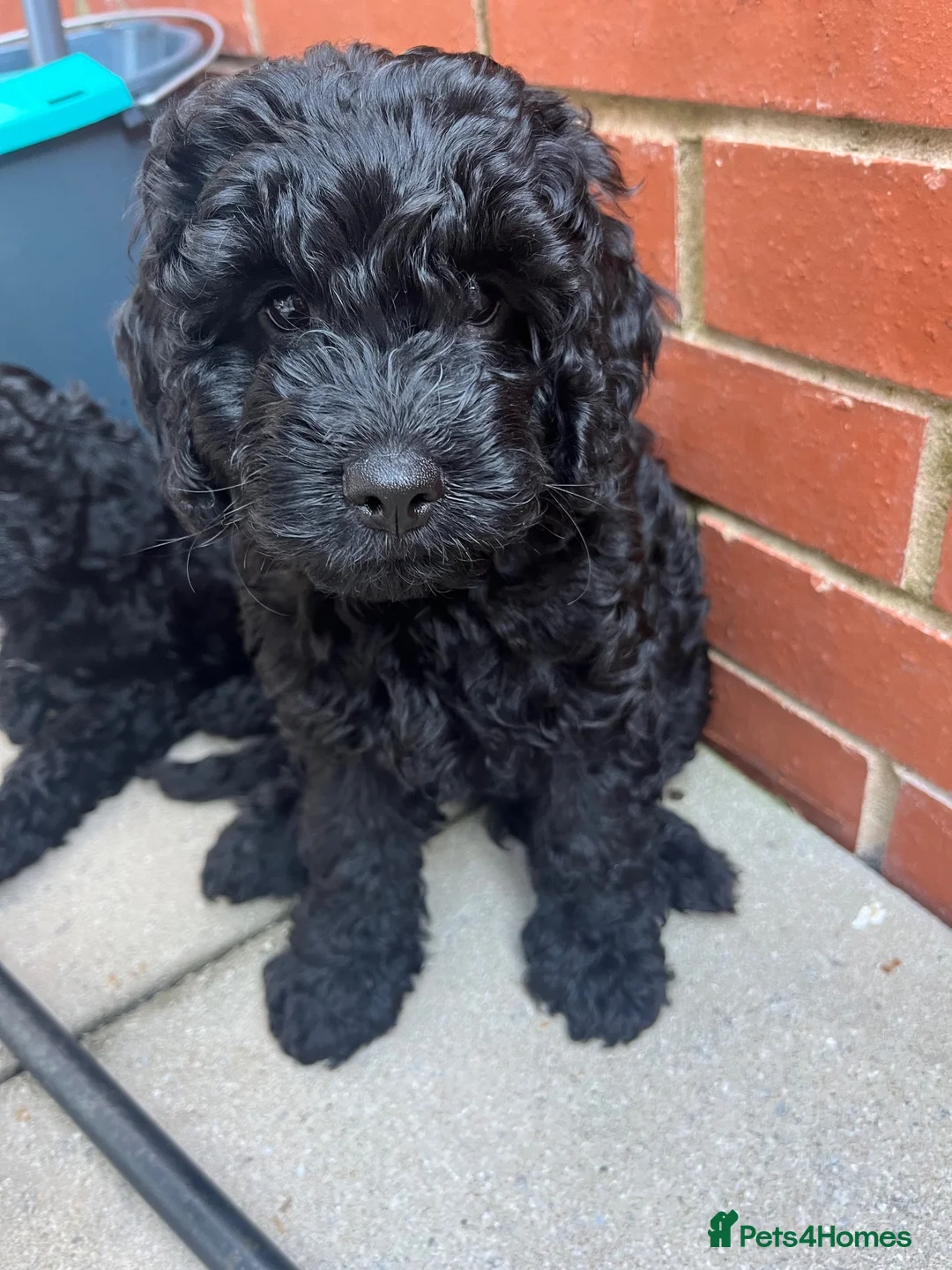 Cavapoo dogs for sale: READY NOW Beautiful f1b black Cavapoos DNA Clear  - Advert 1