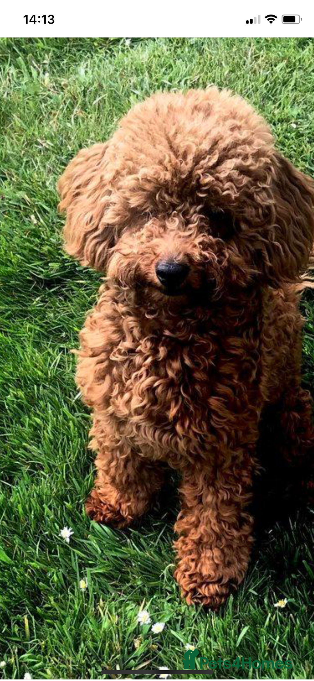 Toy Poodle dogs for stud: Proven red toy poodle For stud  ( Health tested )  in Rotherham - Image 4
