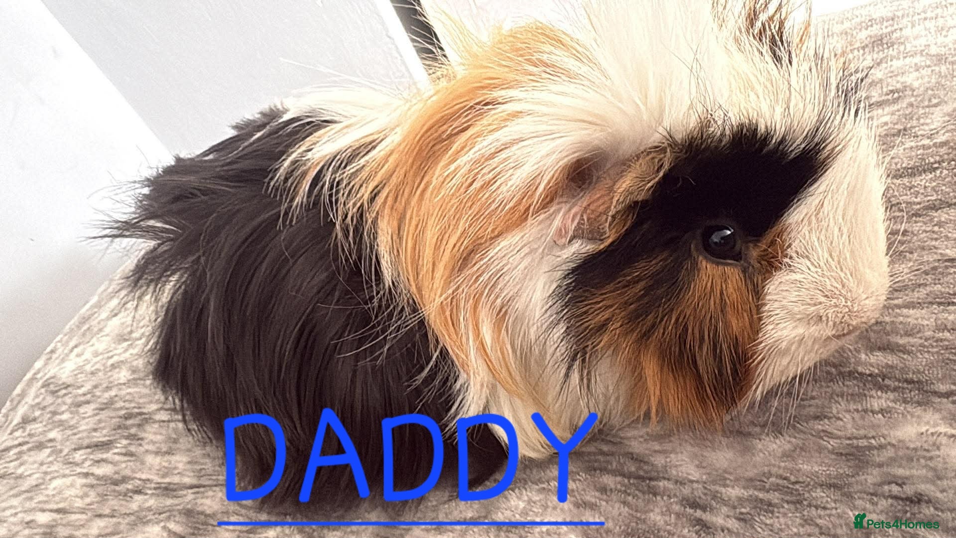 Guinea Pig rodents Baby Guinea pig's Boys and two girls  - Advert 18