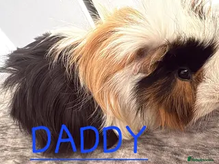 Guinea Pig rodents Baby Guinea pig's Boys and two girls - Advert 18