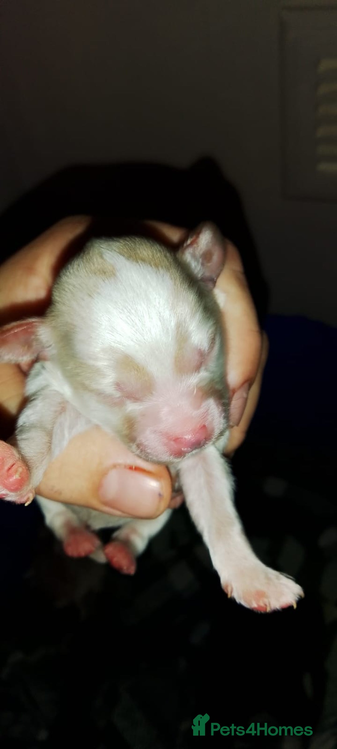 Shihpoo dogs for sale: Shihpoo x kc registered toy poodle  - Image 11
